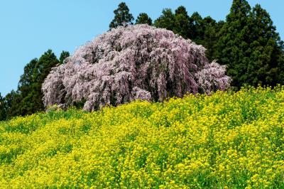 菜の花に囲まれて| 菜の花に囲まれた合戦場のしだれ桜