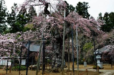 護摩桜| ごつごつした幹の桜です