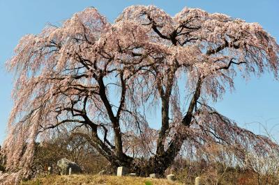 根元から分かれて| お墓を長い間守っている孤高の桜。