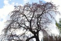 常楽院桜| 常楽院桜を見上げて