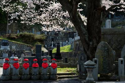 龍穏院の桜　No1| お地蔵さんと桜