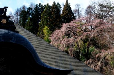 天沢寺の本堂と桜| 本堂の右裏手に桜があります