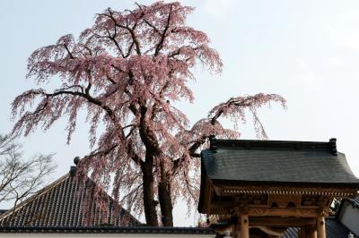 寺を守るしだれ桜| 法華寺の本堂と門の間にある桜