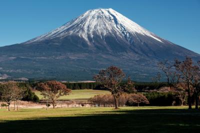 ふもとっぱらみた富士山| ふもとっぱらの広場の木が印象的