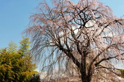 上品に枝垂れる桜| 青空と竹林が美しい。