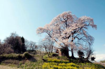 天神夫婦桜と菜の花| 菜の花と桜のコントラストが美しい