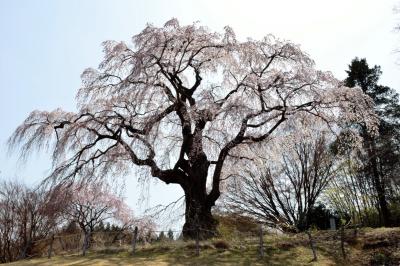 風に靡くかもん桜| 高台にある公園に立っている桜です