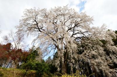 白い花の美しさ| 美しい桜が民家の裏山に咲き誇っています。