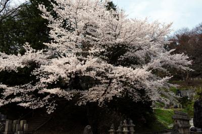 お墓を守るように咲く桜| 訪問者も少なく、静かな時間を楽しめる場所です。