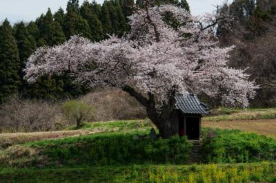 静かな春の風景| 映画「はつ恋」で「願いの桜」として登場した桜。