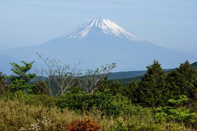 十国峠からの富士山遠望| 新緑と雄大な富士