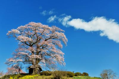 天高く| 青空に映える七草木の天神桜