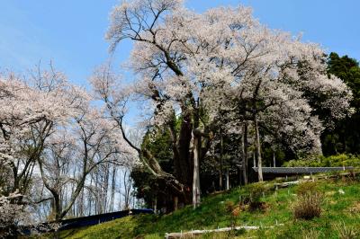 片手を大きく伸ばして| 祭田のサクラは片側に大きく枝が伸びています