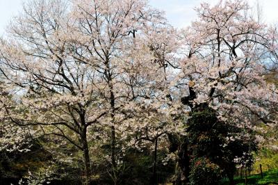 椿と桜| 椿と桜の長閑な風景。静かに楽しめる隠れた名桜。