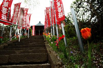 龍光寺の桜| 