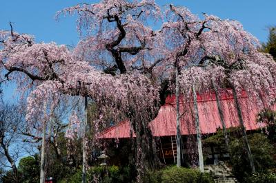 朱色の本殿としだれ桜| 高台から降り注ぐようなシダレ桜。