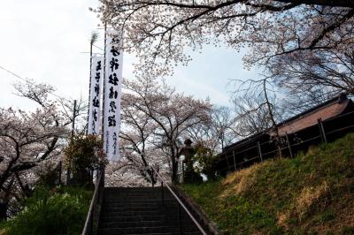 王子神社の桜とのぼり| 境内に桜とのぼりが見えます