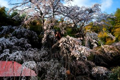 斜めの優しい光が雪村桜に当たります