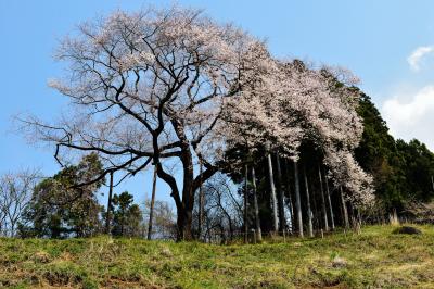 左はまだだよ| 右側から花をつける面白い桜