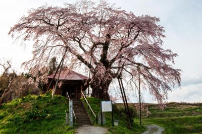 赤い屋根と古桜| 桜の下には社と菜の花があります。