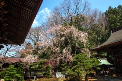 田村大元神社の桜| 本殿の左側に桜があります