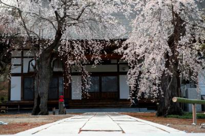 高乾院の桜とお地蔵さん| 満開の桜とお地蔵さん