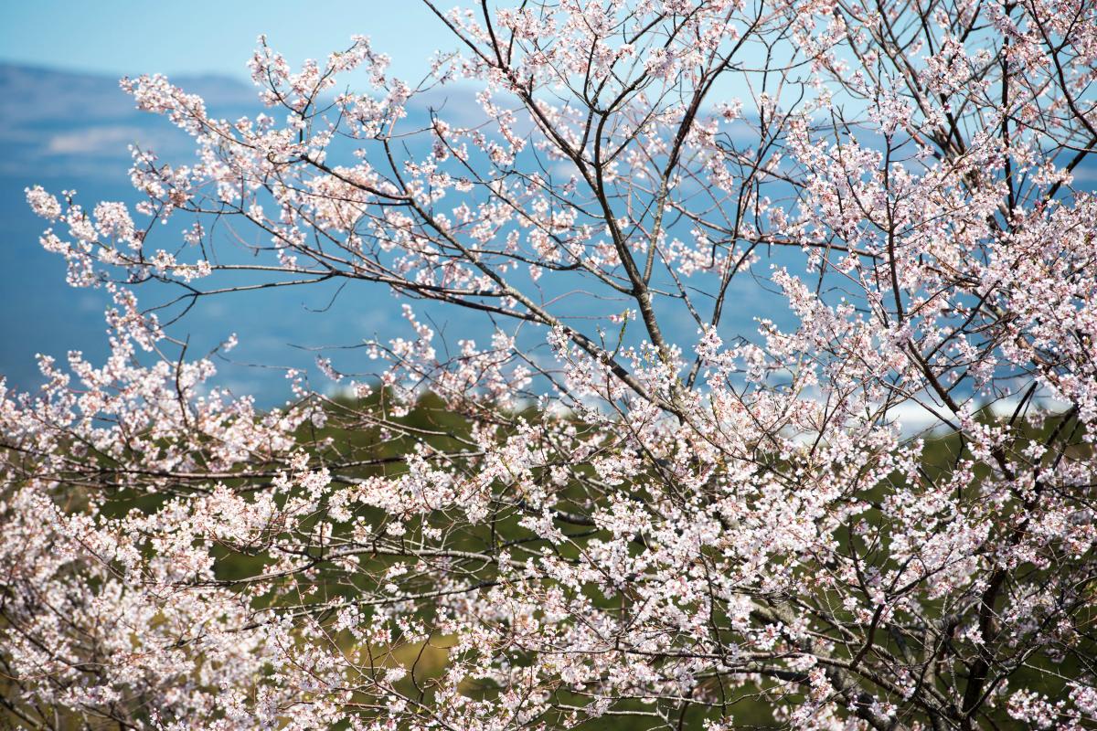 岩本山公園 ピクスポット 絶景 風景写真 撮影スポット 撮影ガイド カメラの使い方