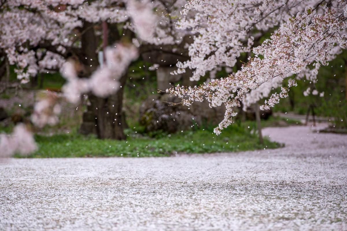 上田市 千曲市 須坂市 中野市 飯山市周辺の一本桜 古桜 桜の名所 ピクスポット 絶景 風景写真 撮影スポット 撮影ガイド カメラの使い方