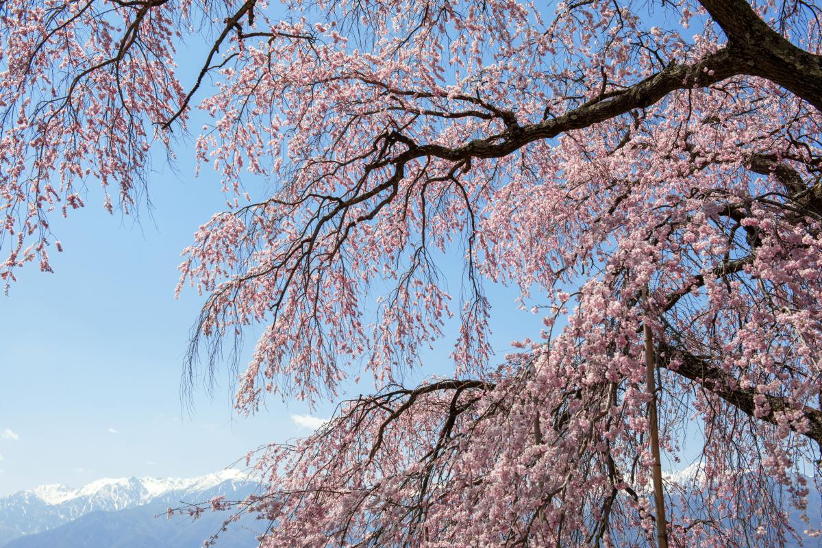 栖林寺のしだれ桜 ピクスポット 絶景 風景写真 撮影スポット 撮影ガイド カメラの使い方