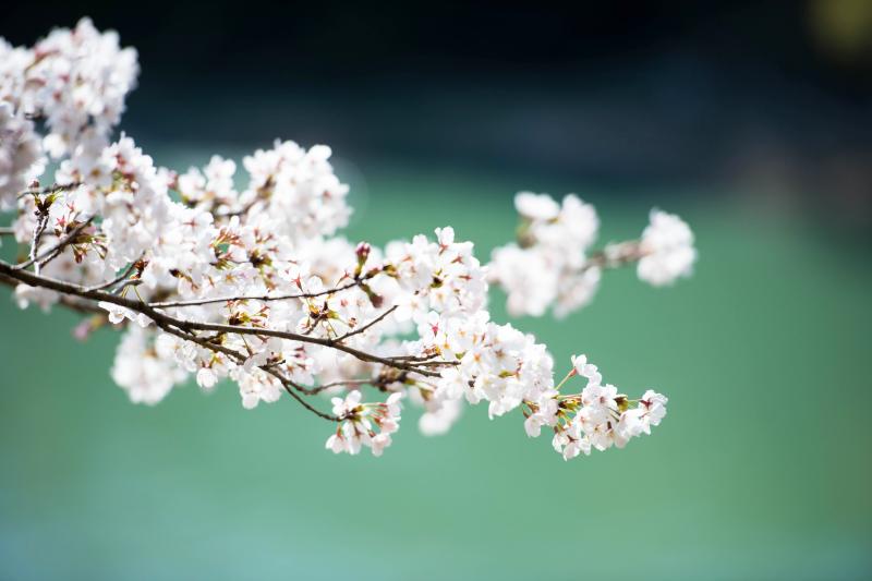 [ 光と風の中で ]  気持ちよさそうな桜の花