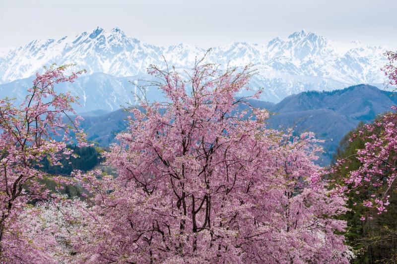 [ 桜山と残雪の北アルプス ]  左が鹿島槍ヶ岳・右が五竜岳。若くピンクの濃い桜たち。