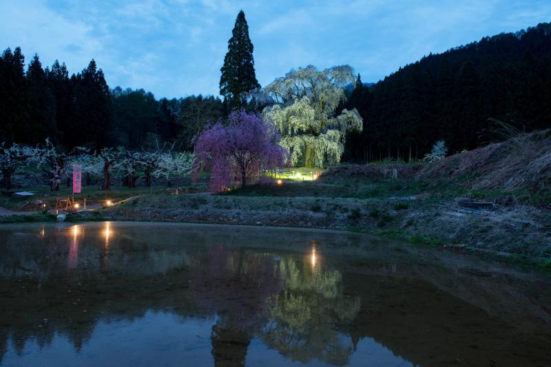 [ 水中のしだれ桜・ライトアップ ]  付近の田んぼに水が張られていました。
