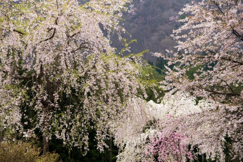 [ 貞麟寺境内の桜 ]  境内には数多くの桜があります。