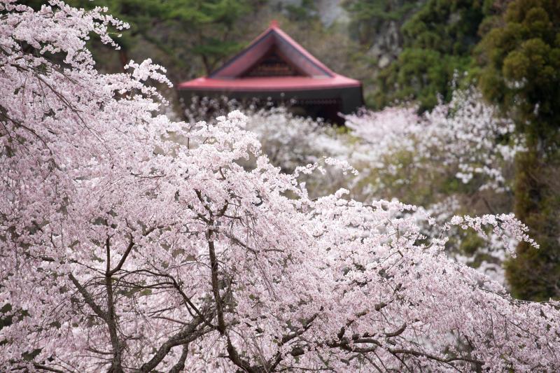 [ しだれ桜と観音堂 ]  赤い屋根が印象的