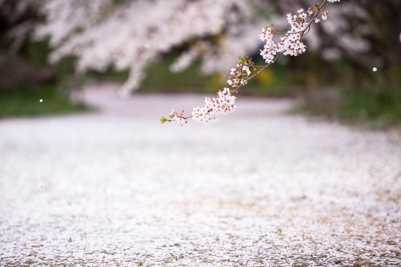 [ 散りかけの ]  柔らかい風に花が舞う