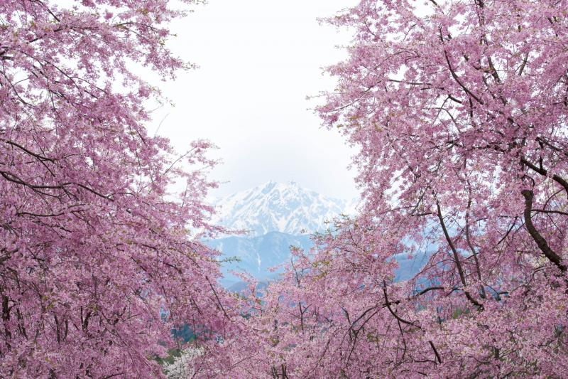 [ 鹿島槍を囲んで ]  華やかな鹿島槍の姿です。