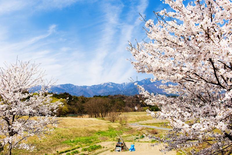 [ 天竜橋付近の桜 ]  ベンチが置いてあり、その周辺には桜が植えてあります。
桜と中央アルプスの写真を撮影することができます。