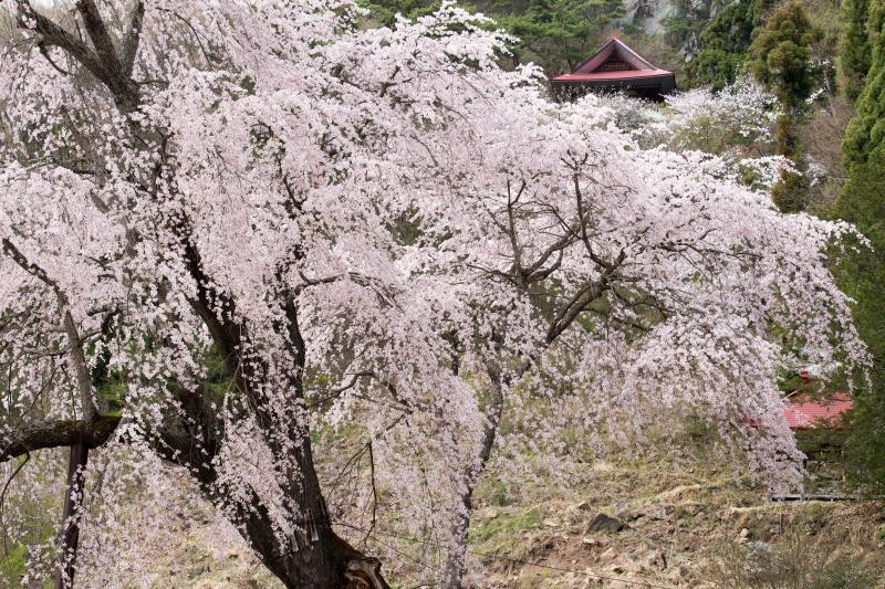 [ 赤和観音のしだれ桜を見上げて ]  斜めに生えている桜です。