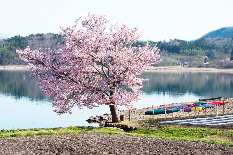 [ 桜とカラフルボート ]  桜の右奥にはボートが並んでいます。