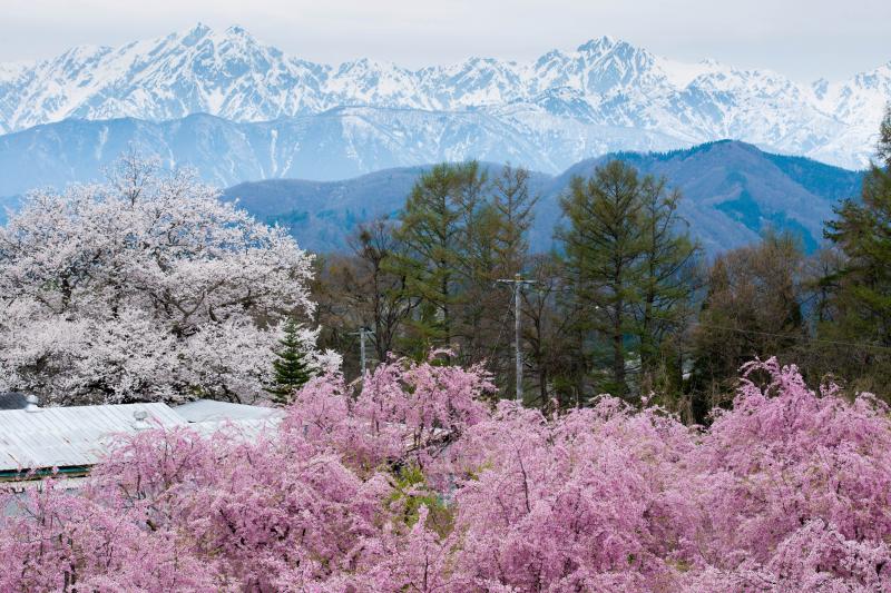 [ 表立屋の桜 ]  