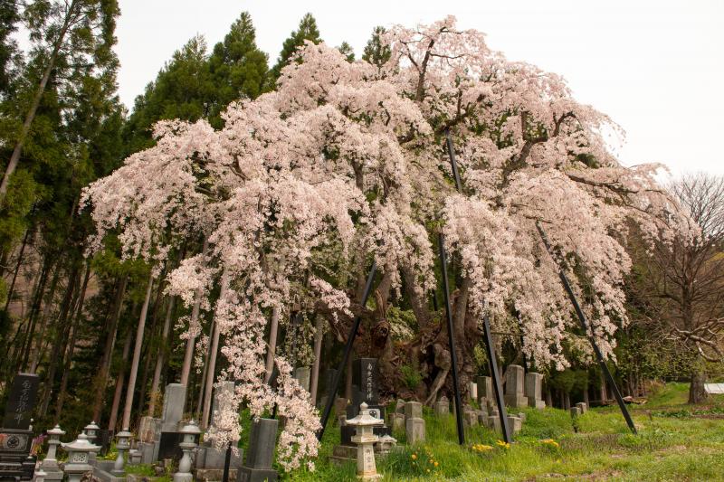 [ 坪井のしだれ桜 ]  太い幹が凄いです。