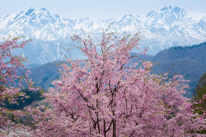 [ いつまでも・・・ ]  桜と残雪の鹿島槍ヶ岳・五竜岳のコラボレーション。