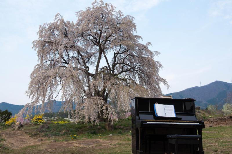 [ 桜とピアノ ]  毎年ピアノが置かれ、美しいメロディが流れます。