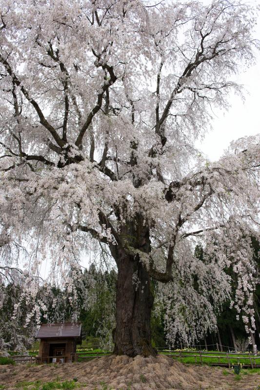 [ 水中のしだれ桜 ]  根元付近には小さな建物がありました。