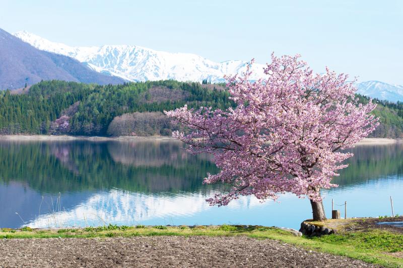 [ 青木湖の桜と北アルプス ]  湖面に映った残雪の山が素晴らしい