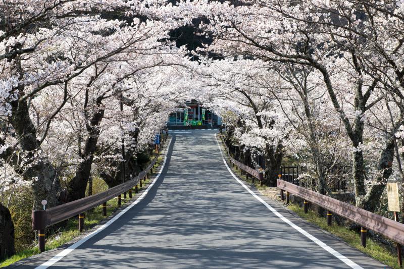 [ 天竜川を渡る ]  坂戸橋の桜トンネルは春の名物。
