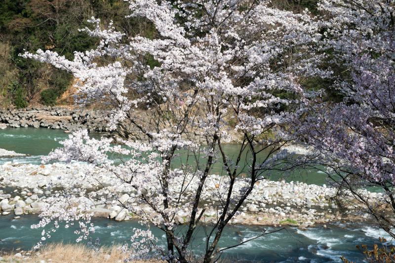 [ 桜と天竜川 ]  春の流れ