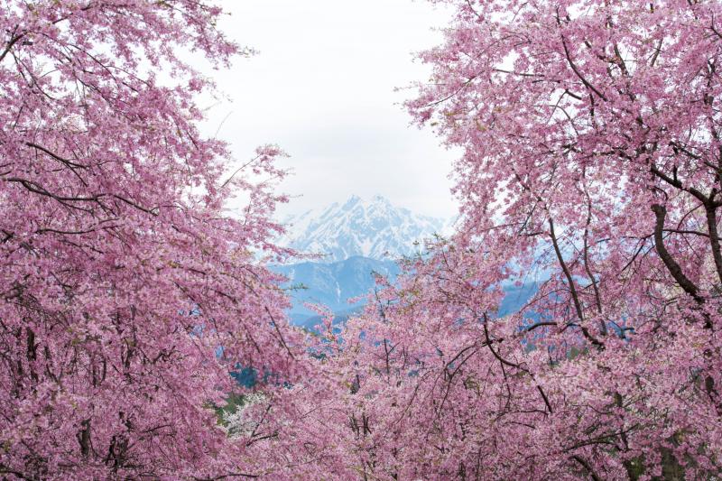 [ 表立屋の桜 ]  