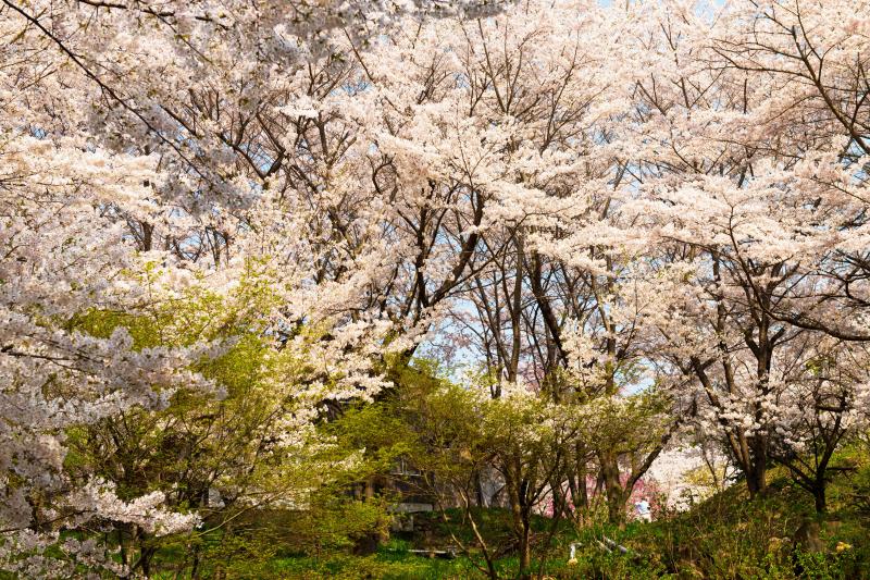 [ 空が見えないほどの桜 ]  枝の隙間からしか空が見えません。