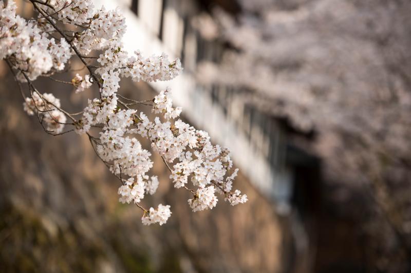 [ 谷厳寺のしだれ桜 ]  